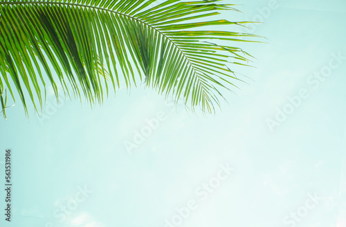 tropical plant backgound - palm tree leaves against blue sky. Amazing backgound with copy space.