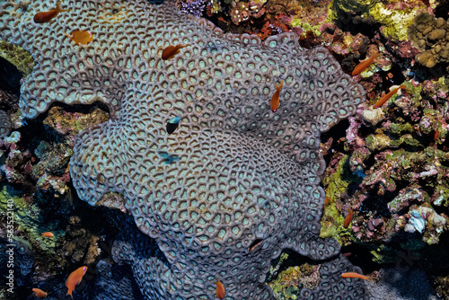 Fototapeta Naklejka Na Ścianę i Meble -  texture coral underwater reef background sea