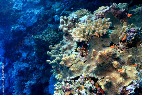 Fototapeta Naklejka Na Ścianę i Meble -  coral reef wallpaper background ocean tropical ecosystem underwater
