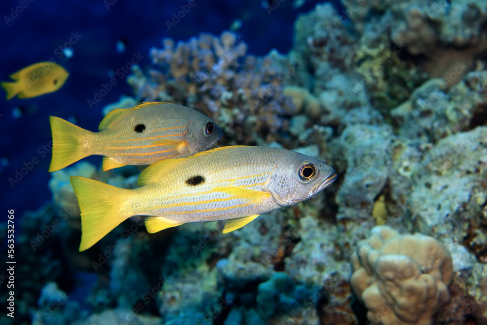 Naklejka premium small fish on a coral reef underwater wildlife