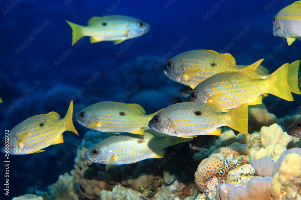 Naklejka premium small fish on a coral reef underwater wildlife