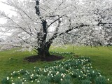 tree blooming with white cherry blossoms outdoor with grass