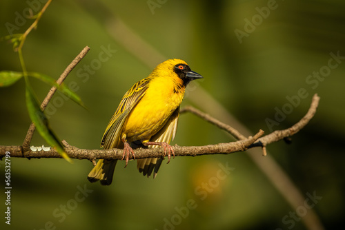 Yellow masked weaver on a branch