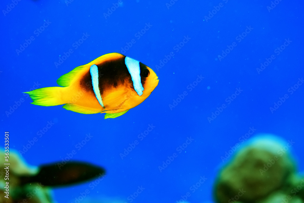 Fototapeta premium clown fish red sea, underwater reef anemone