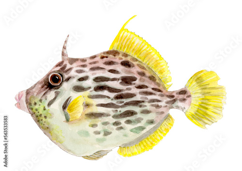 カワハギ 手描き水彩画