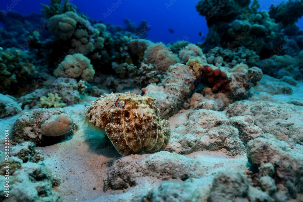 cuttlefish underwater photo wildlife sea cuttlefish underwater photo wildlife sea