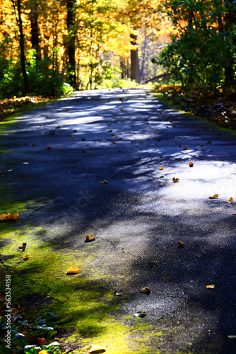 fall park view decoration  wallpaper autumn yellow season