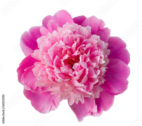 pink peony isolated on white background.