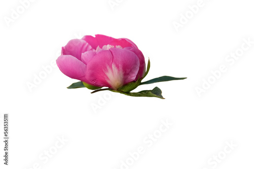 pink peony isolated on white background.