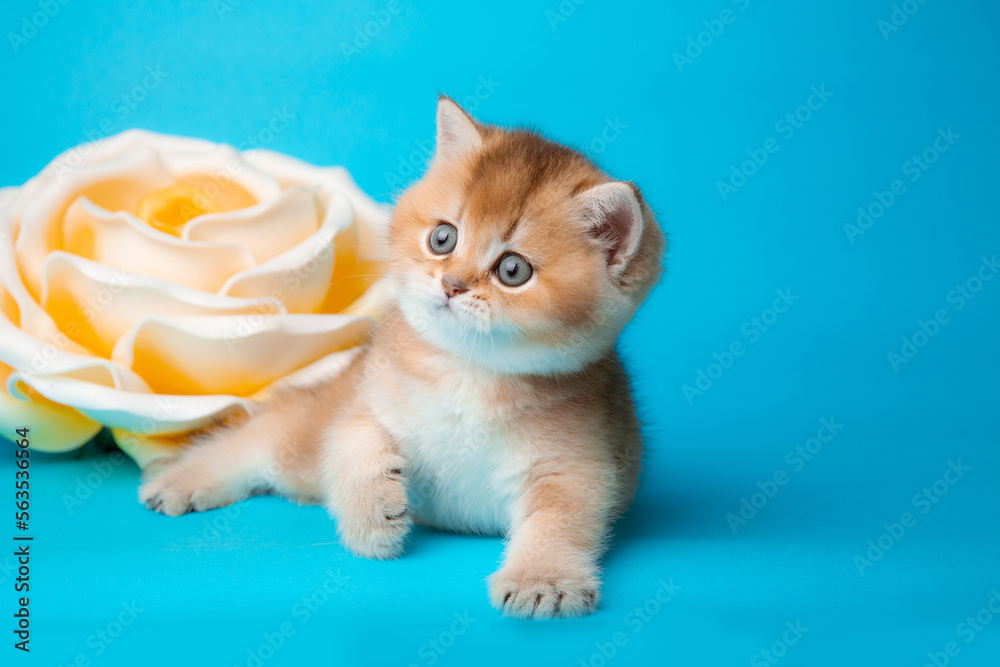 fluffy golden chinchilla kitten with a flower on a blue background