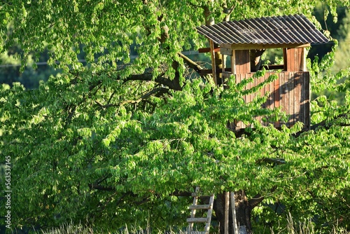 A wooden cottage for hunters hidden in the crown of a tree