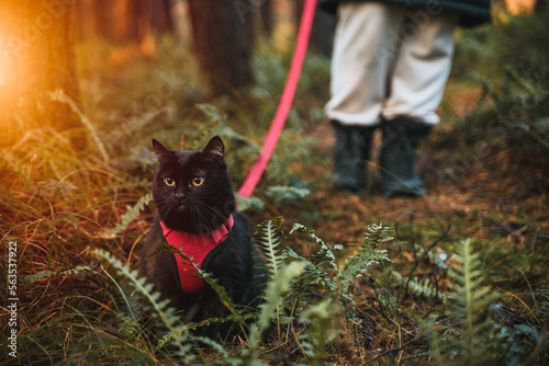 Cat on a leash in the forest. Black cat with a red cat harness. Pet equipment for domestic cats.