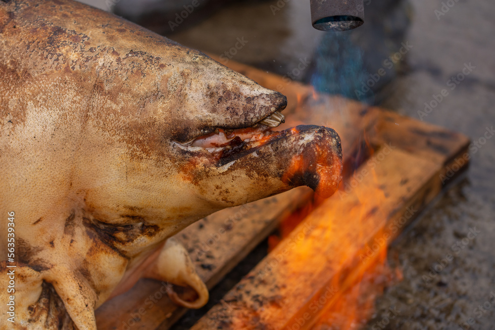 Roasting a pig in Romania, Bistrita, during the winter holidays, is an old tradition. The stabbing of a pig in Romania Roasting a pig in Romania, Bistrita, during the winter holidays, is an old tradition. The stabbing of a pig in Romania
