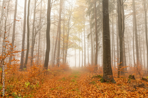 Wald im Herbst