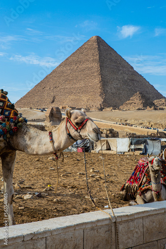 camel in the desert