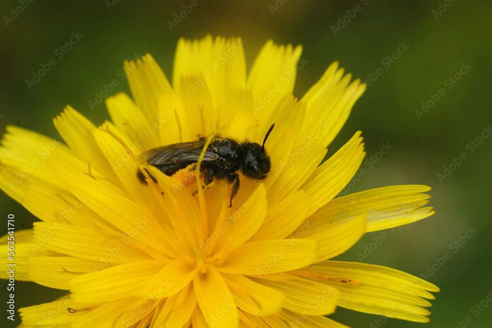 Closeup on a dark black Shaggy solitary bee, Panurgus species, typically found in yellow flowers Closeup on a dark black Shaggy solitary bee, Panurgus species, typically found in yellow flowers