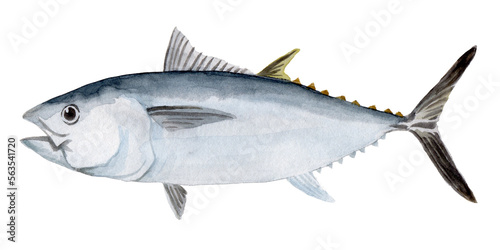 クロマグロ 手描き水彩画