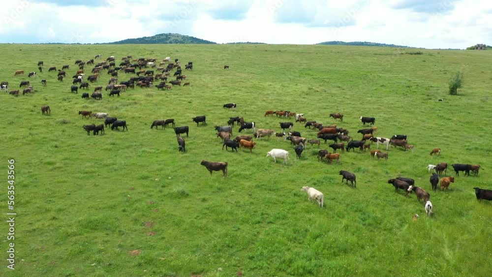 Aerial view shot of a herd of cows and young calves grazing on a meadow in the Balkan Mountains in spring or summer Aerial view shot of a herd of cows and young calves grazing on a meadow in the Balkan Mountains in spring or summer