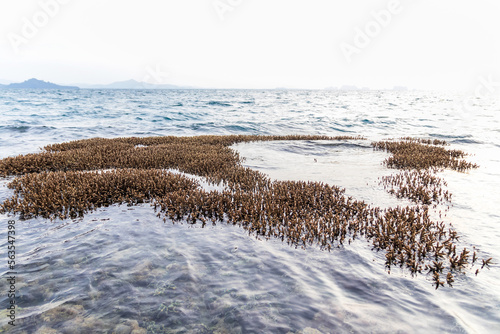 Coral during low tide in the morning with sunrise at Koh Kradan in Trang, Thailand.  photo