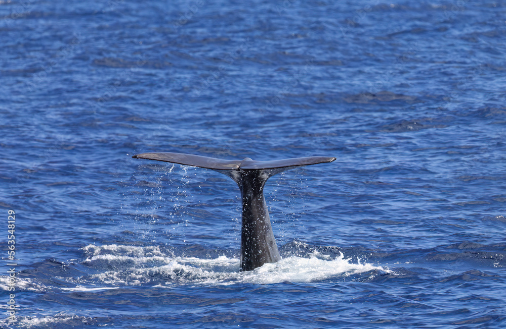 Azores, Sao Miguel, sperm whale, whale watching, fluke Stock Photo Adobe Stock