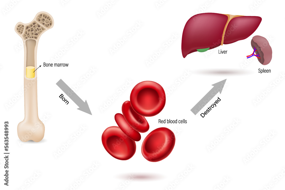 How The Spleen Filters Blood MIT News Massachusetts 53 OFF