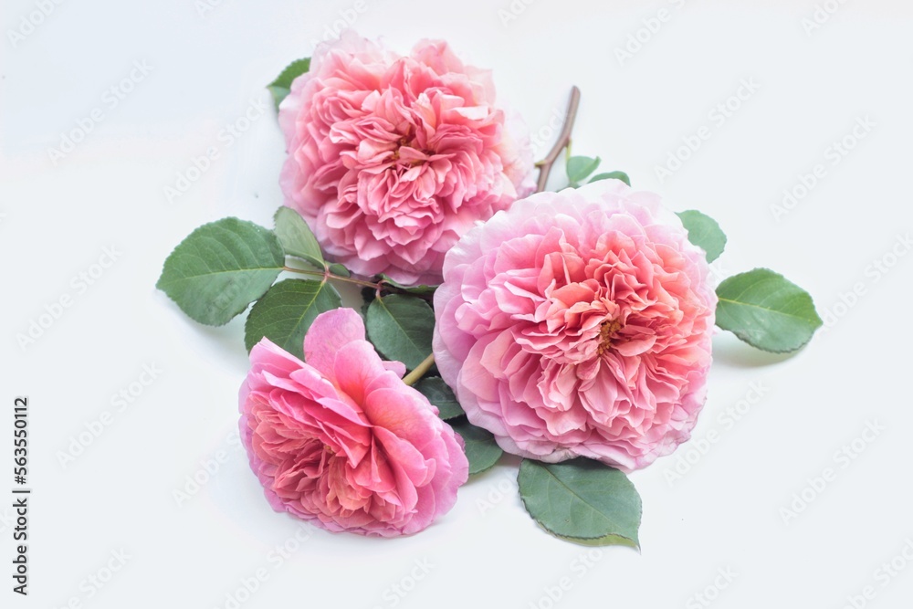 pink carnation flowers pink carnation flowers