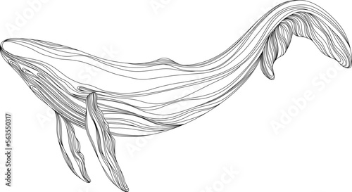 Abstract whale floating underwater. Illustration isolated animal on white background. Ocean mammal swimming.