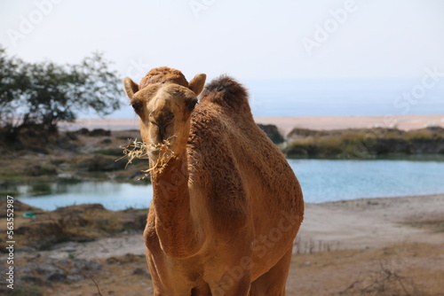 Camel chewing (Oman) photo