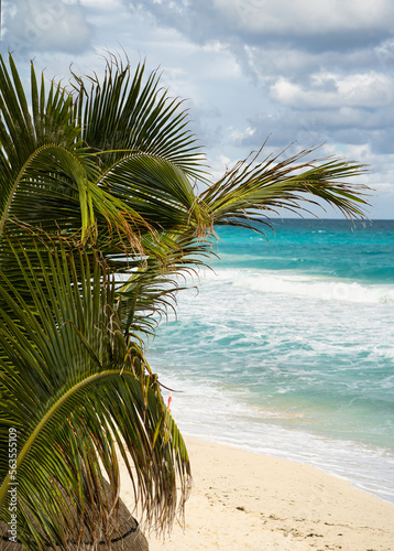 Traumhafter Blick durch Palmenwedel auf das t  rkise Meer in Mexiko