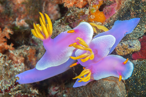 Three  colorful purple  nudibranch in group sex on hard-coral