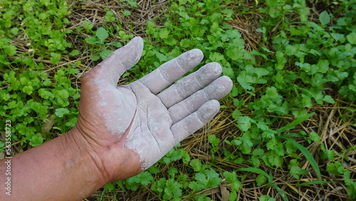Hand holding ashes for use as fertilizer to nourish trees planted in agricultural gardens
