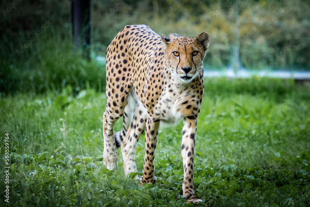 Cheetah cat Cheetah cat