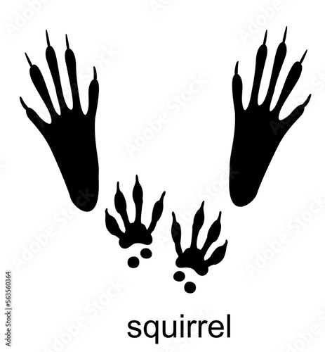 Squirrel track, Squirrel foot print. Typical footprints when hopping. Vector illustration isolated on white background