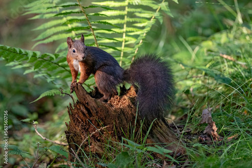 Ecureuil roux (Sciurus vulgaris) jeune écureuil en forêt de montagne. Alpes. France