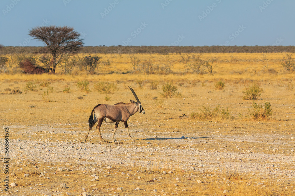 Naklejka premium Oryx in natural habitat in Etosha National Park in Namibia.