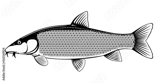 Realistic common barbel fish isolated illustration, one freshwater fish on side view