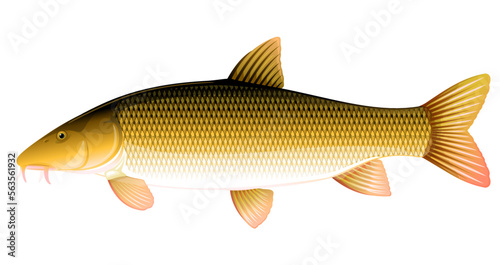 Realistic common barbel fish isolated illustration, one freshwater fish on side view