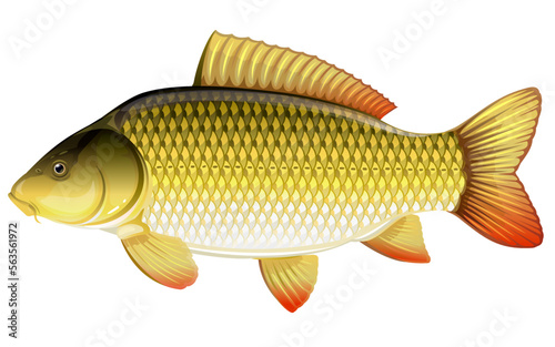 Realistic common carp isolated illustration, one freshwater fish on side view