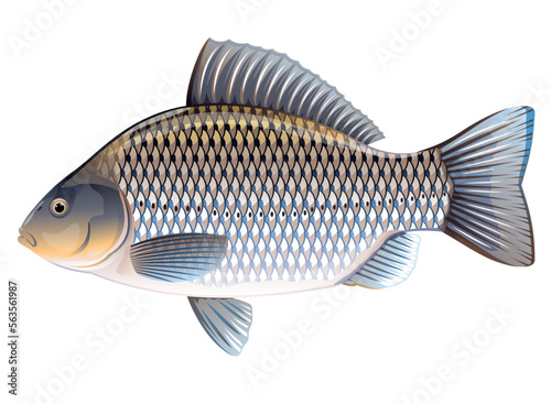 Realistic crucian carp sylver isolated illustration, one freshwater fish on side view