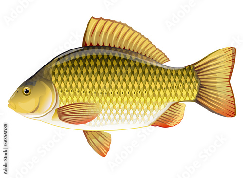 Realistic crucian carp golden isolated illustration, one freshwater fish on side view