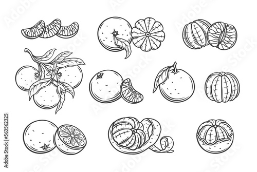 Mandarin line icons set vector illustration. Hand drawn outline whole orange tangerine or clementine and cut in half, segments and slices, fruit branch with flowers, mandarin wedges with zest twist photo