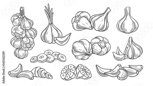 Garlic line icons set vector illustration. Hand drawn outline garlic cloves with leaf and bulbs, organic vegetable for spicy food, spice and condiment, healthy vegetarian ingredient for cooking