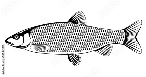 Realistic european chub fish in black and white isolated illustration, one freshwater fish on side view photo