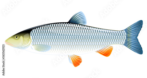 Realistic european chub fish isolated illustration, one freshwater fish on side view photo