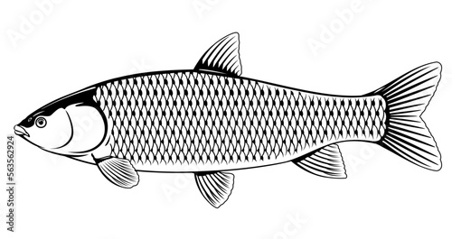 Realistic grass carp in black and white isolated illustration, one freshwater fish on side view