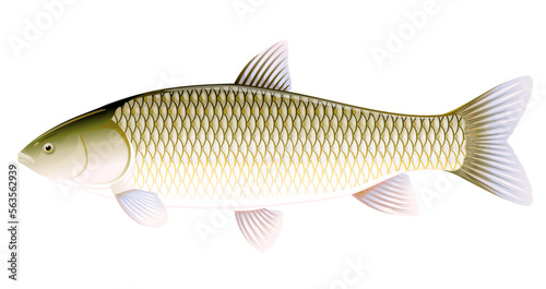 Realistic grass carp isolated illustration, one freshwater fish on side view