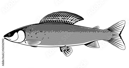 Realistic grayling fish in black and white isolated illustration, one freshwater fish on side view, one adult male of European grayling fish, fish trophy of fly fishing in river
