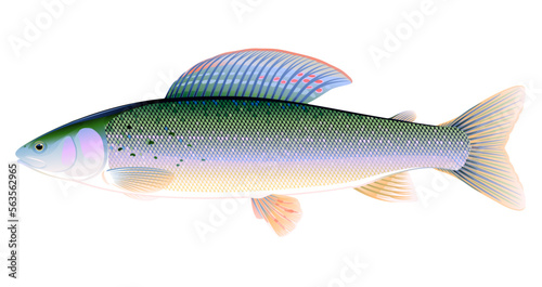 Realistic grayling fish isolated illustration, one freshwater fish on side view, one adult male of European grayling fish, fish trophy of fly fishing in river photo
