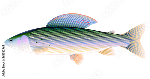 Realistic grayling fish isolated illustration, one freshwater fish on side view, one adult male of European grayling fish, fish trophy of fly fishing in river
