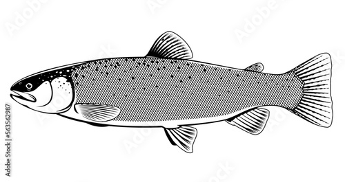 Realistic rainbow trout fish isolated illustration, one freshwater fish on side view